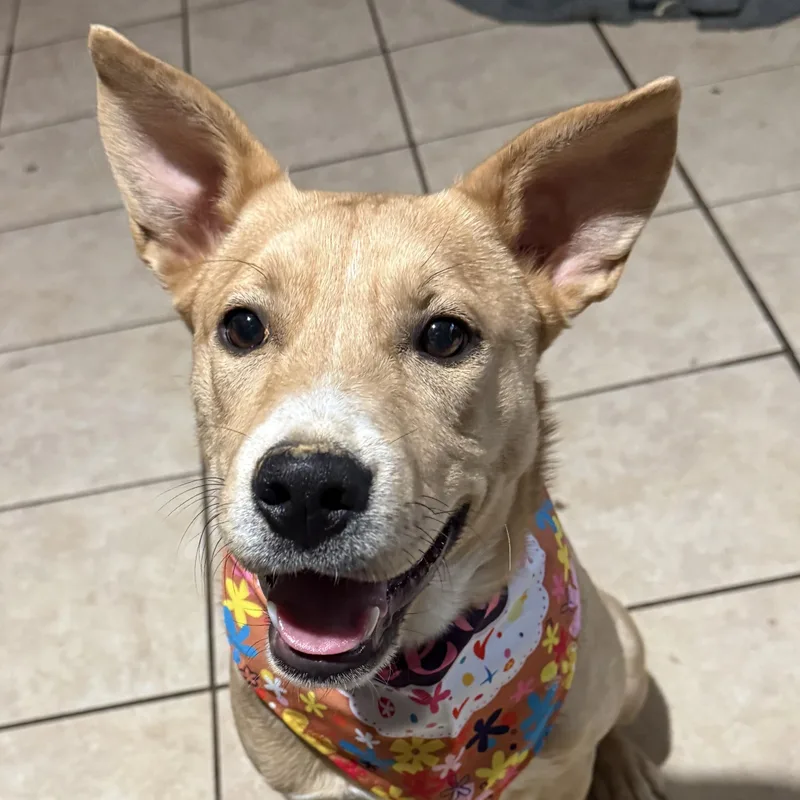 A baby medium-sized female Yellow / Tan / Blond / Fawn Labrador Retriever dog named Tori for adoption in Andover, MA