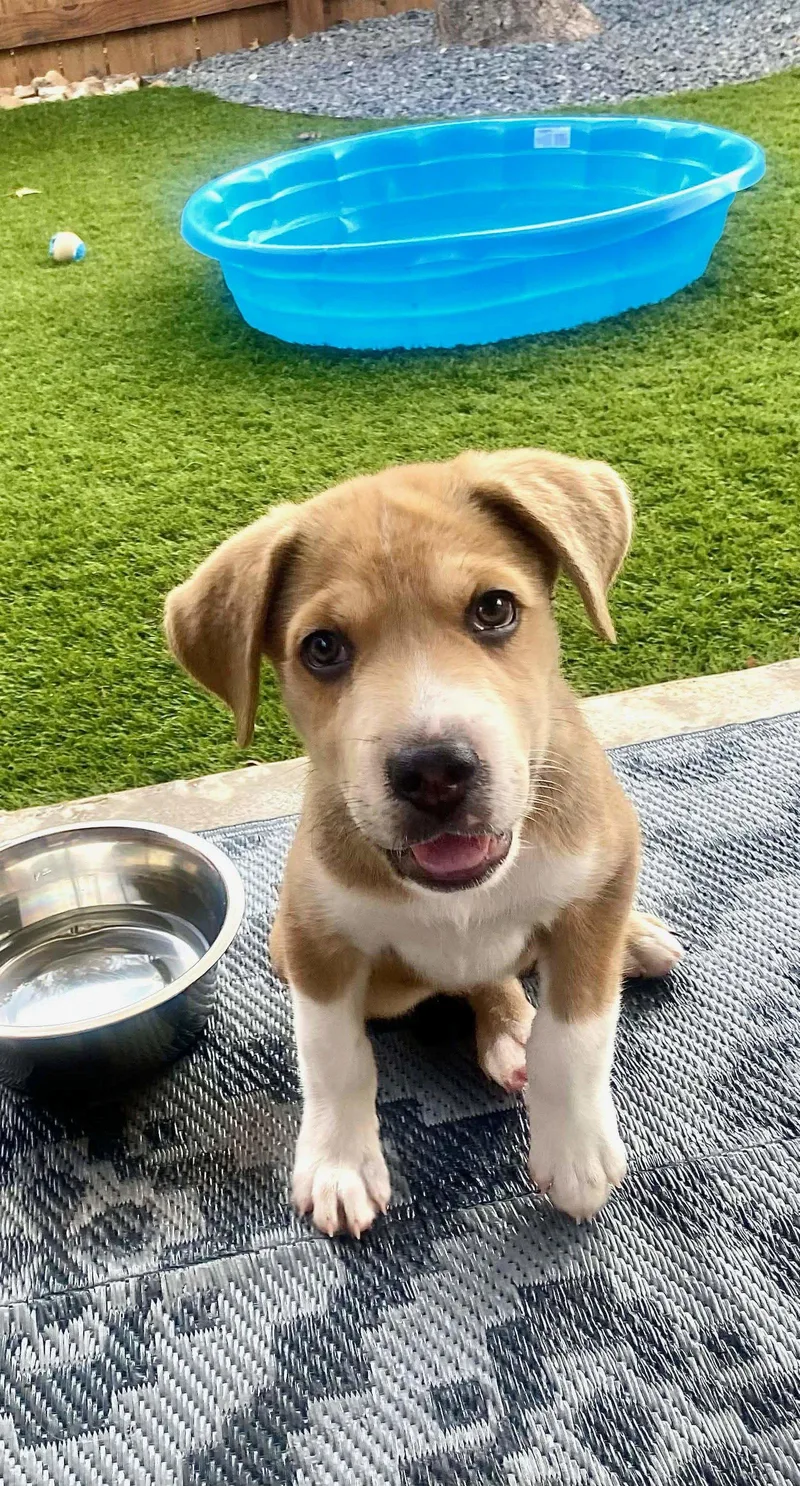 Clyde