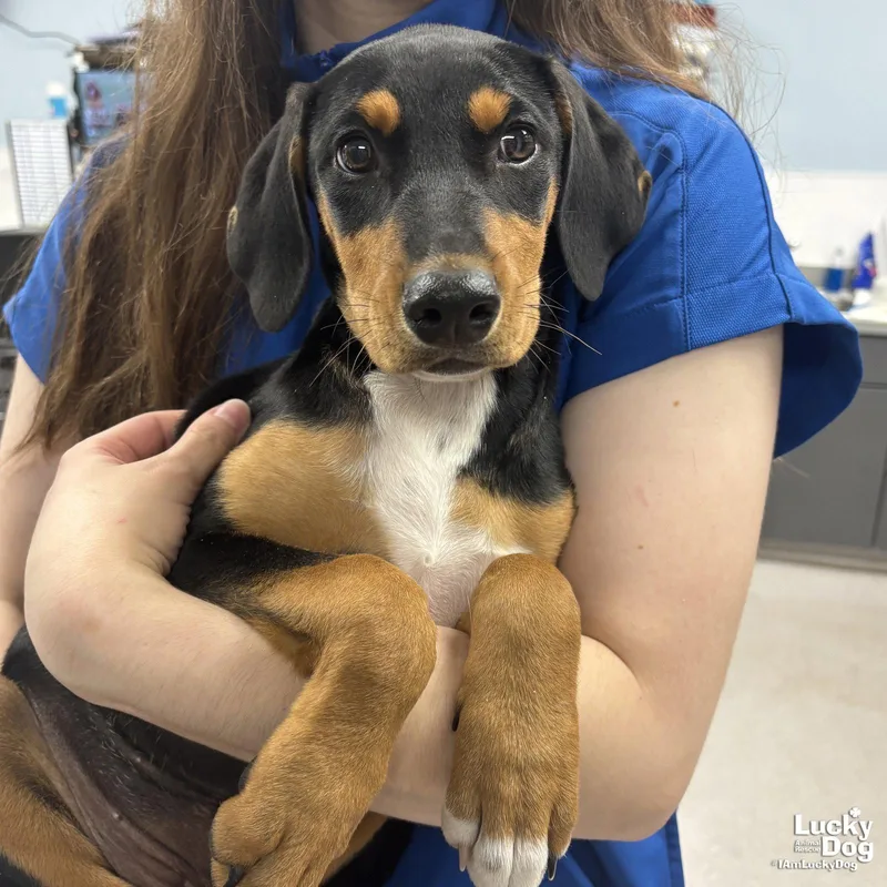 A baby large-sized female Shepherd dog named Mocha for adoption in Washington, DC
