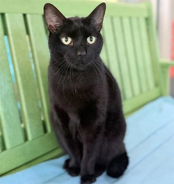 A senior large-sized male Domestic Short Hair cat named Vader for adoption in Tavares, FL