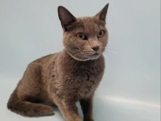 An adult small-sized female Domestic Short Hair cat named Kira for adoption in Golden Valley, MN