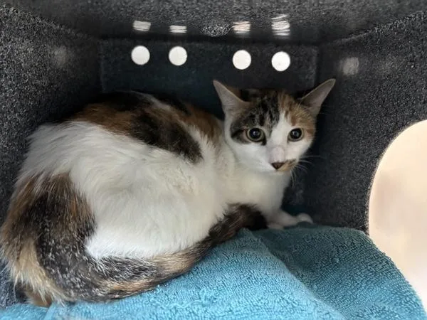An adult medium-sized female Domestic Short Hair cat named Irene for adoption in New York, NY