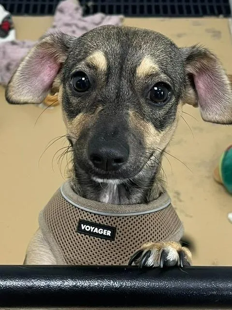 A baby small-sized female Dachshund dog named Daisy Mae for adoption in Manchester, TN