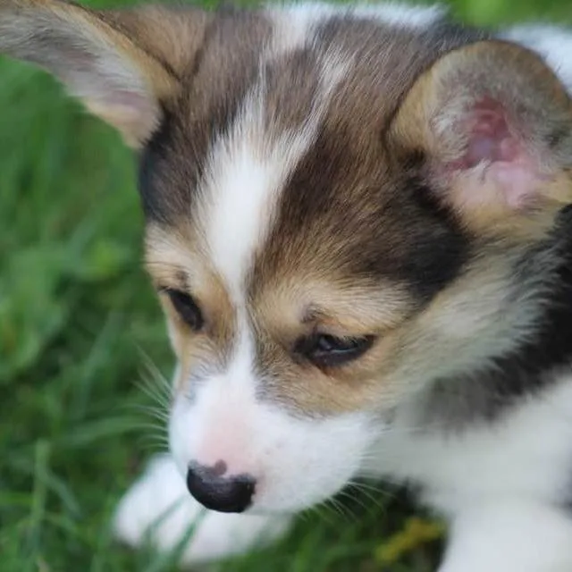 A baby small-sized female Black Cardigan Welsh Corgi dog named Sally for adoption in Ada, MN