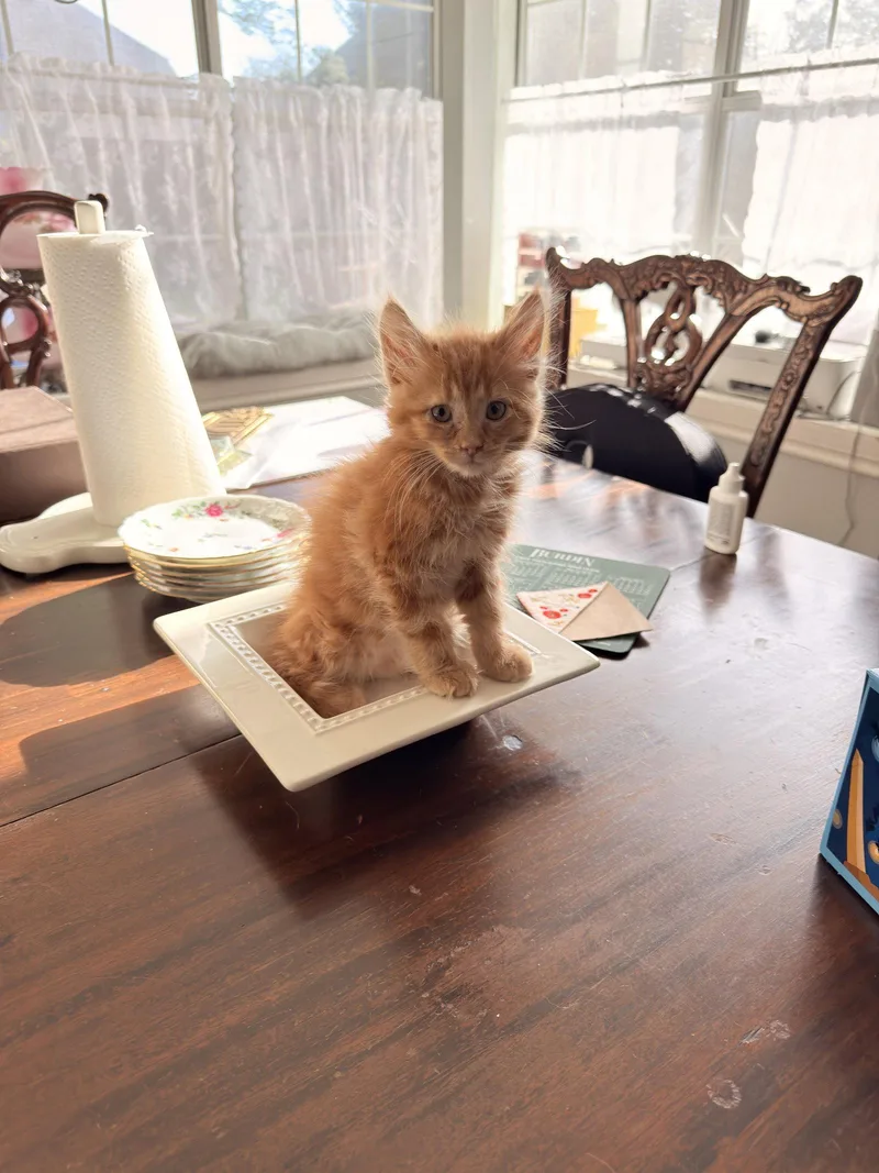 A young medium-sized male Domestic Long Hair cat named Clifford for adoption in McKinney, TX