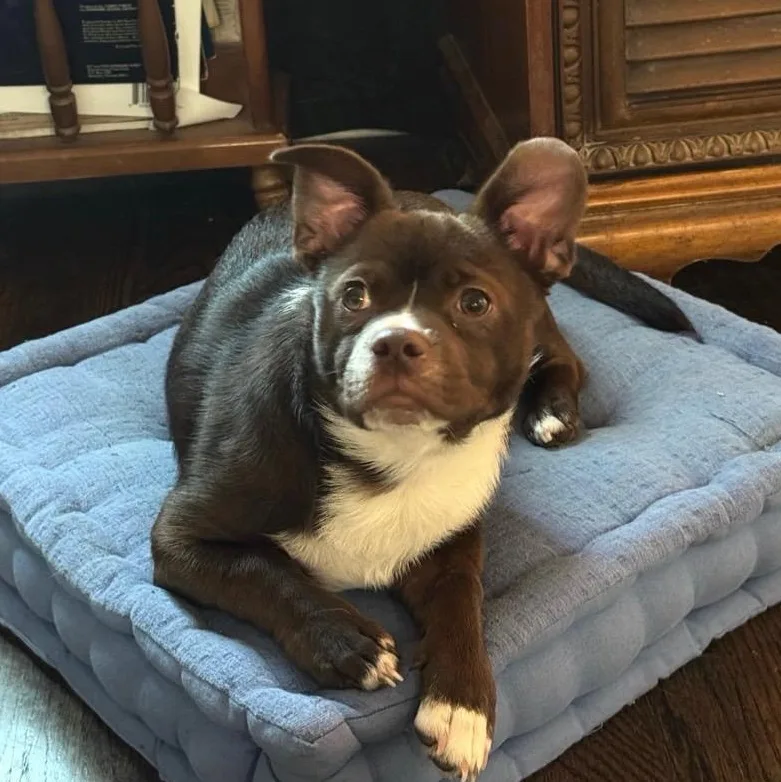 A baby small-sized male Brown / Chocolate Chihuahua dog named Cricket for adoption in Mansfield, TX