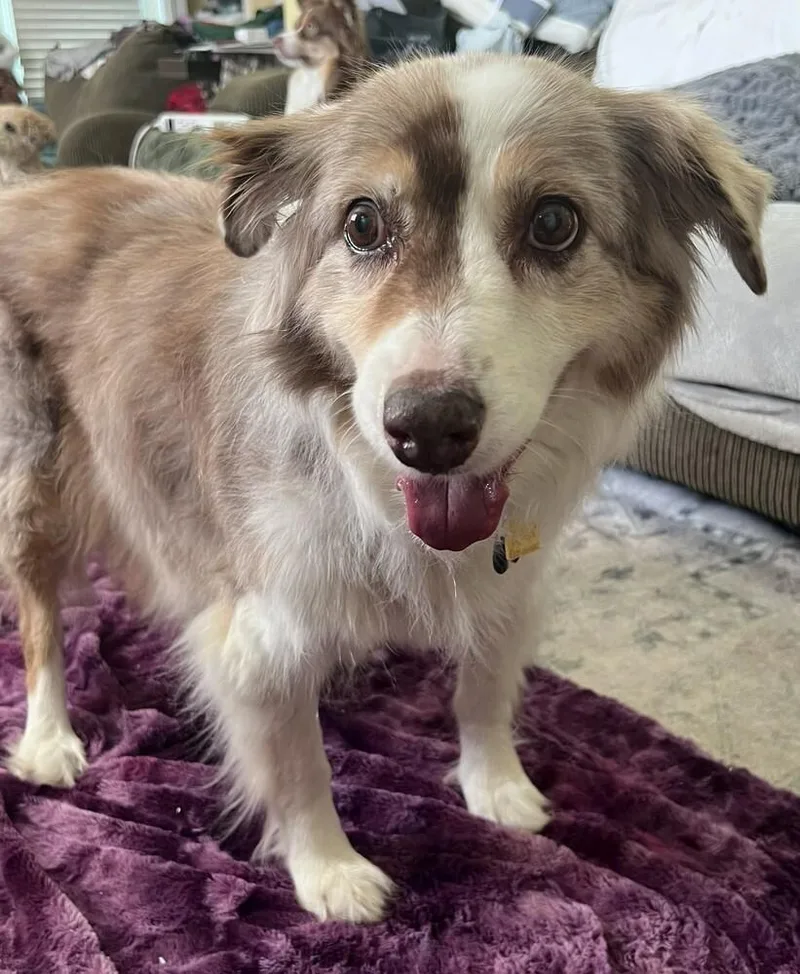 A senior medium-sized female Australian Shepherd dog named Casey for adoption in Ontario, CA