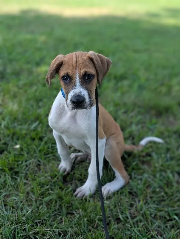 A baby small-sized male Tricolor (Brown, Black, & White) Boxer dog named James Cagney for adoption in Aiken, SC