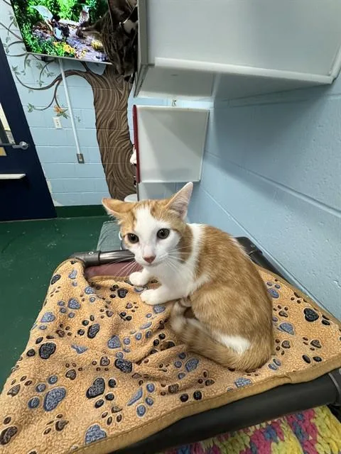A baby small-sized female Domestic Short Hair cat named Fruit Fly for adoption in Peoria, IL