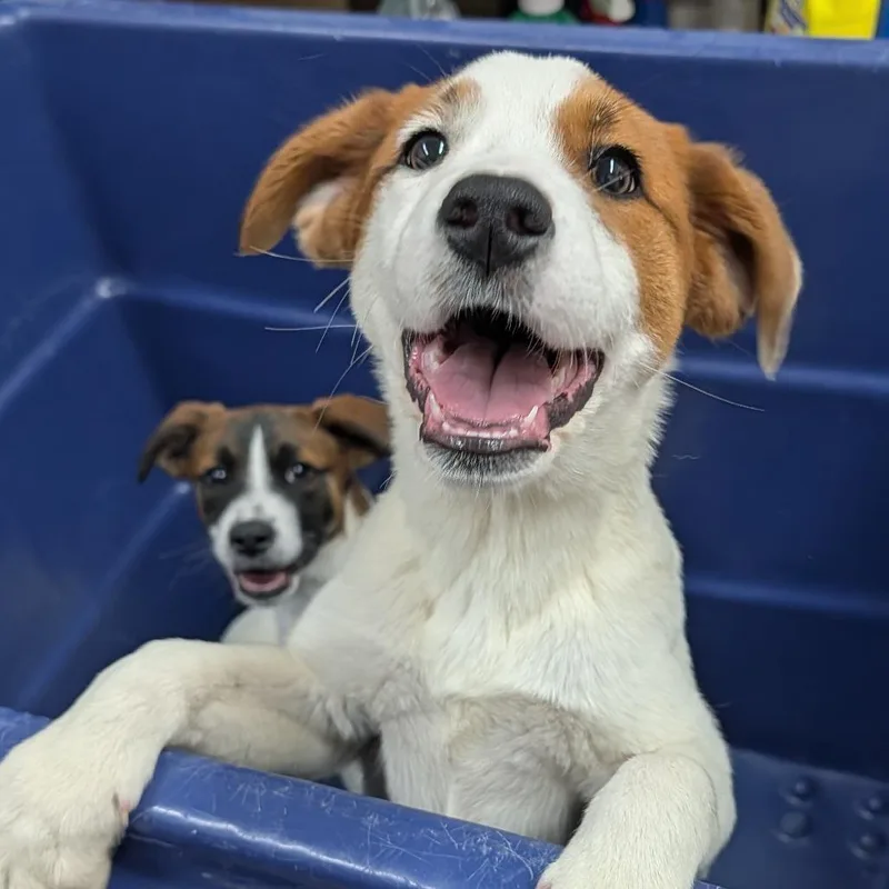 A baby small-sized female White / Cream Mixed Breed dog named Johanna for adoption in Ardmore, OK