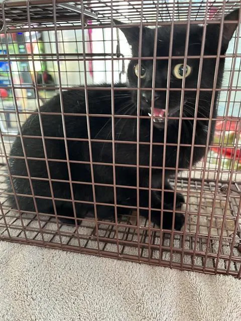 An adult small-sized male Domestic Short Hair cat named Jasper for adoption in Palmetto, FL