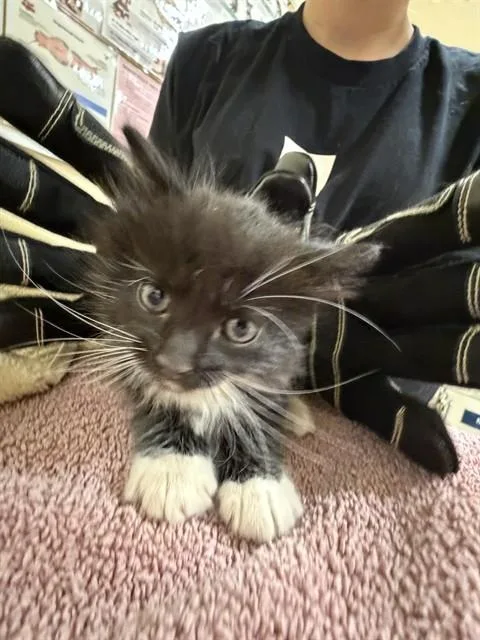 An adult small-sized male Domestic Short Hair cat named Chalupa Deluxe for adoption in Fremont, CA
