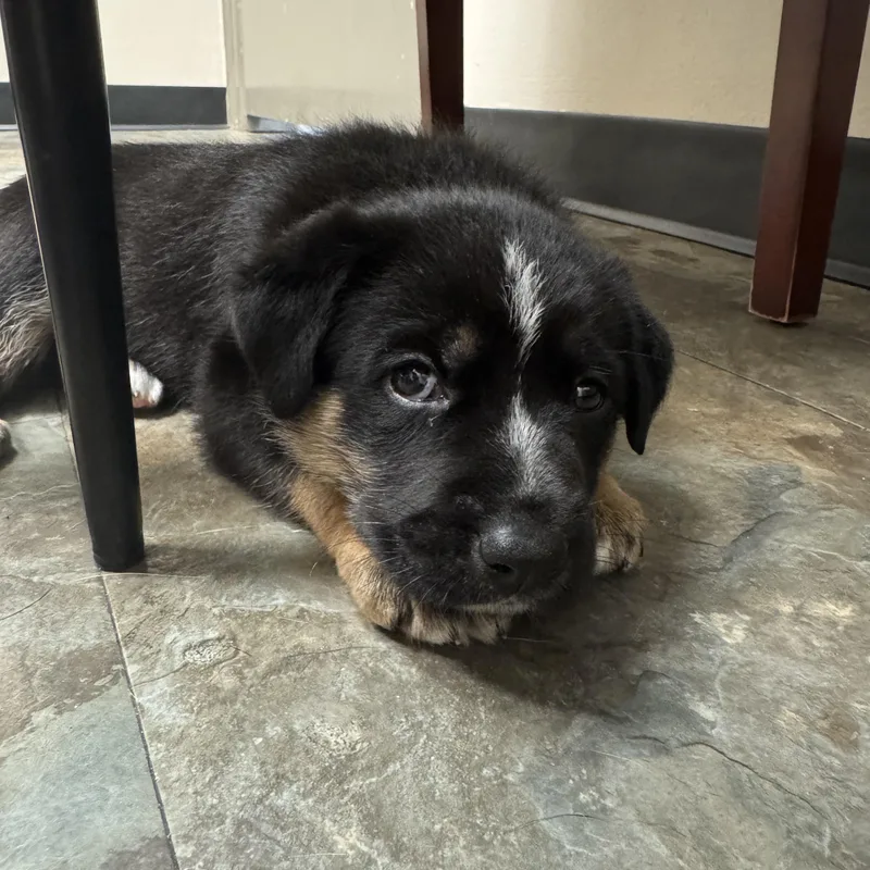 A baby medium-sized female Bicolor German Shepherd Dog dog named Mindy for adoption in Houston, TX