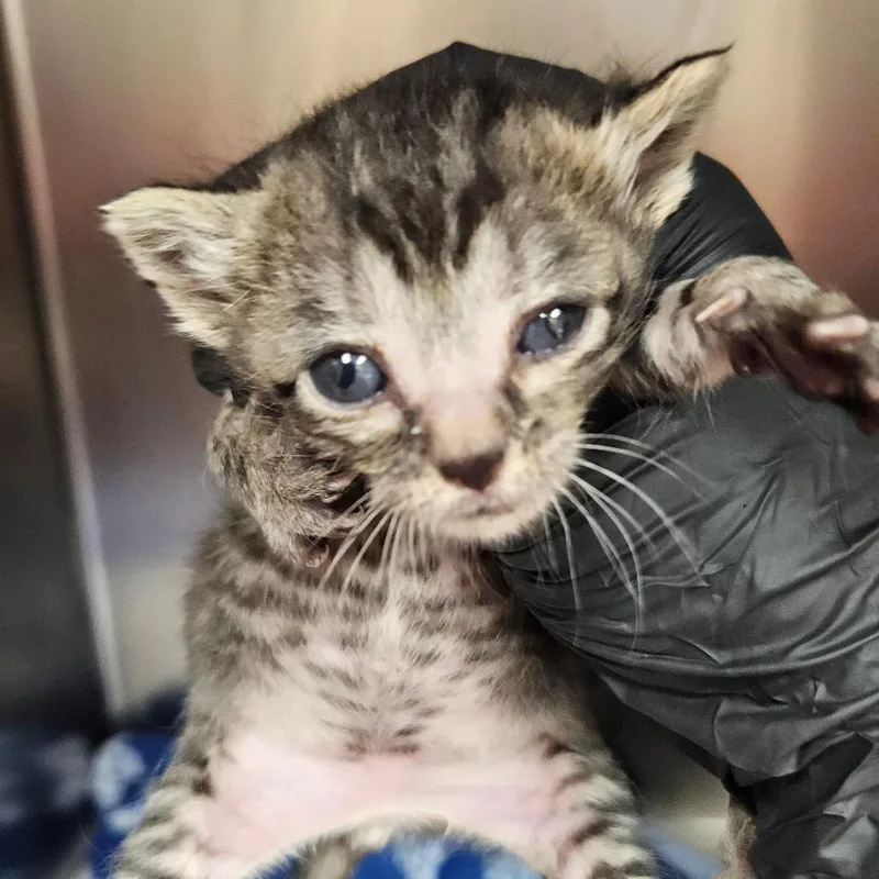 A baby small-sized female Brown / Chocolate Domestic Short Hair cat named Buttercup for adoption in Corpus Christi, TX