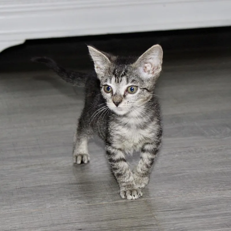 Buttercup thumbnail 3