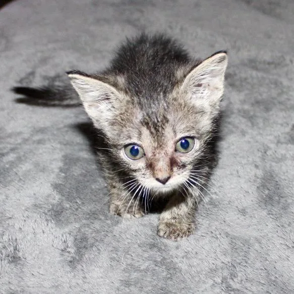 Buttercup thumbnail 4