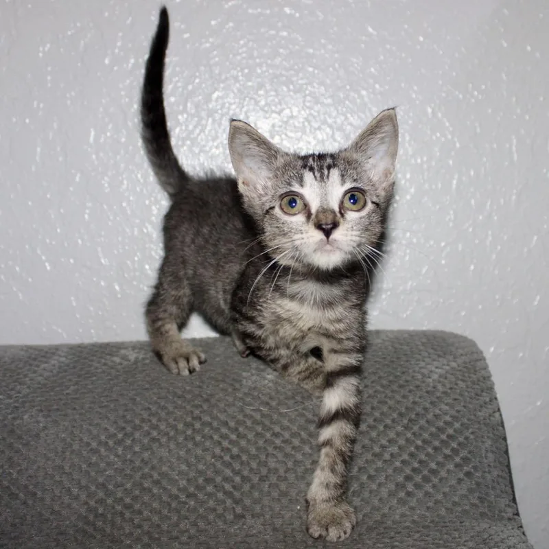 Buttercup thumbnail 5