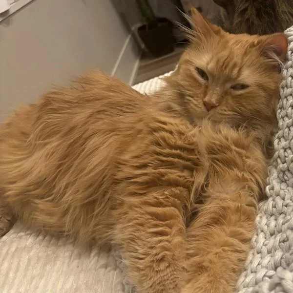 An adult large-sized male Domestic Long Hair cat named Ozzy for adoption in Des Moines, IA