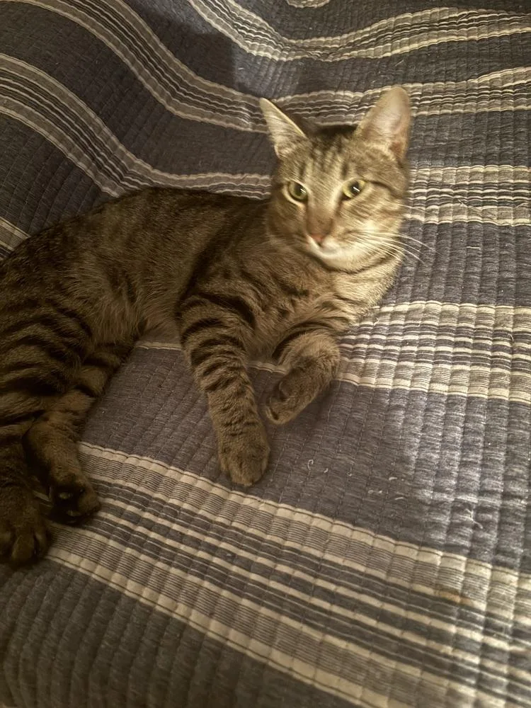 An adult medium-sized male Domestic Short Hair cat named Ollie for adoption in Salisbury, NC