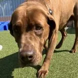 A senior large-sized male Brown / Chocolate Labrador Retriever dog named Buzz for adoption in Hilliard, OH