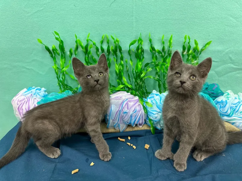 A baby medium-sized male Gray / Blue / Silver Domestic Short Hair cat named Gill for adoption in Xenia, OH