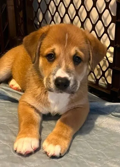A baby medium-sized male Hound dog named Cosmo for adoption in Malvern, PA