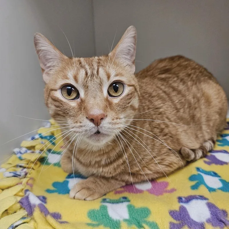 A senior large-sized male Orange / Red Domestic Short Hair cat named Quavo for adoption in Champaign, IL