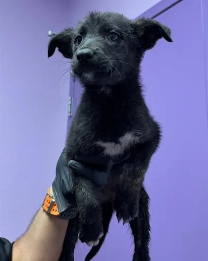 A baby small-sized female Black Shepherd dog named 60844896 for adoption in El Paso, TX