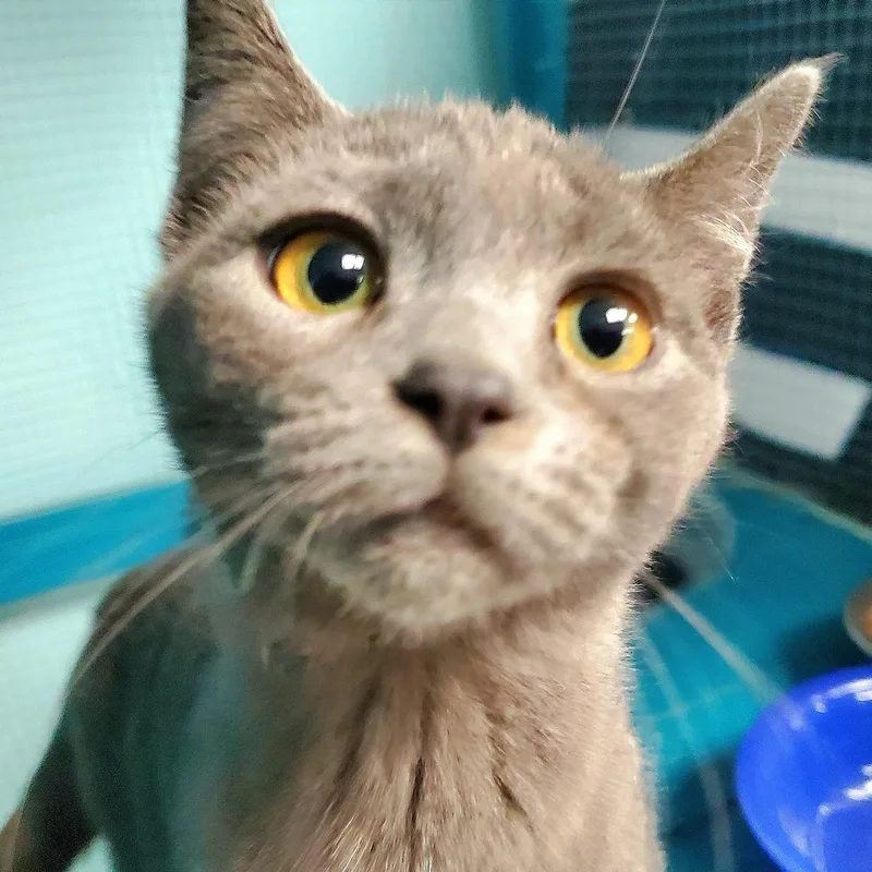 A young large-sized female Gray / Blue / Silver Domestic Short Hair cat named Wisp for adoption in PITTSBURGH, PA