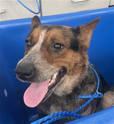 A young medium-sized female Mixed Breed dog named Roxi for adoption in Dallas, TX