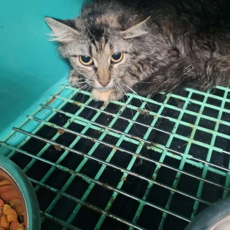An adult medium-sized female Gray / Blue / Silver Domestic Medium Hair cat named Luna for adoption in Madill, OK