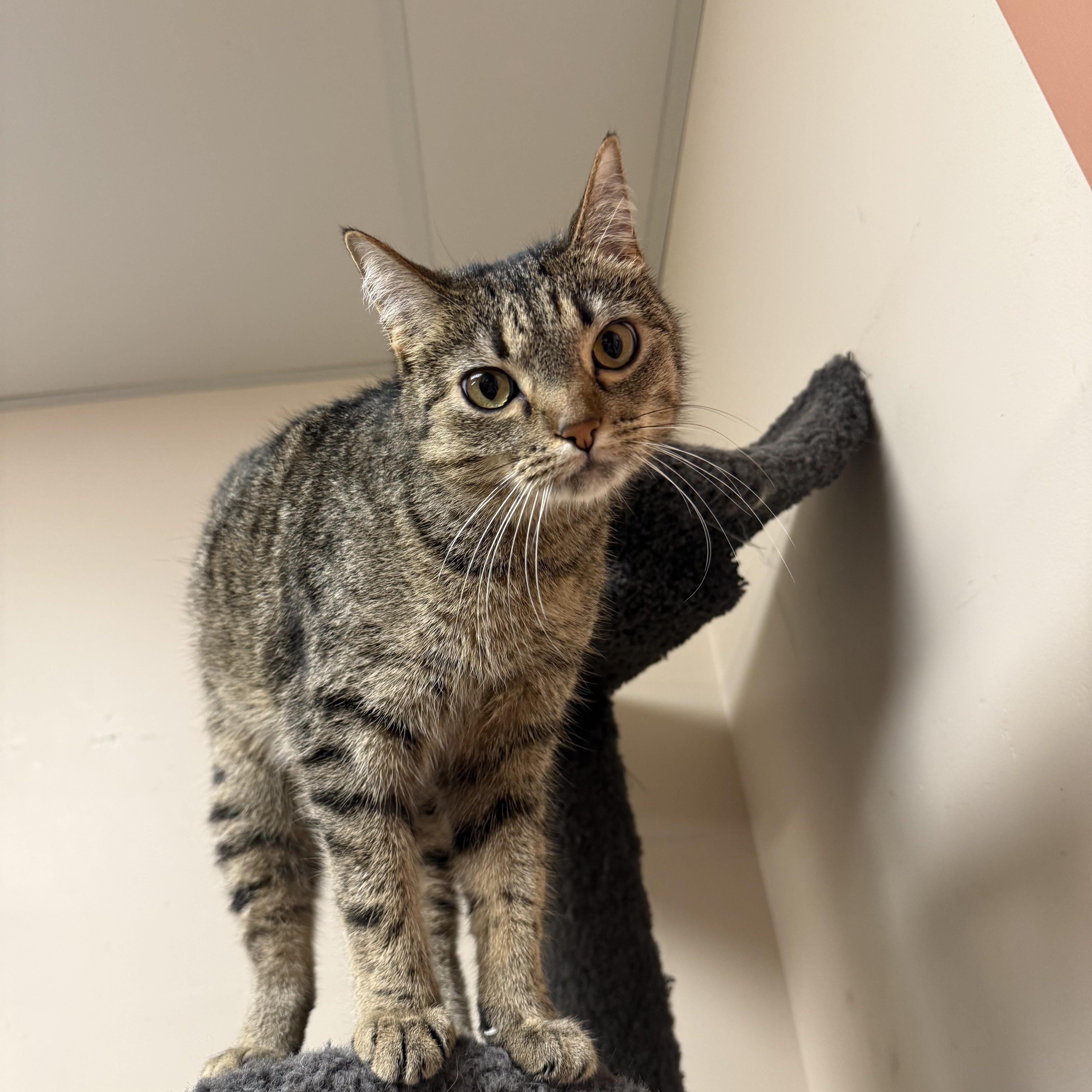 An adult medium-sized female Tabby (Brown / Chocolate) Domestic Short Hair cat named Shotsie for adoption in Steger, IL