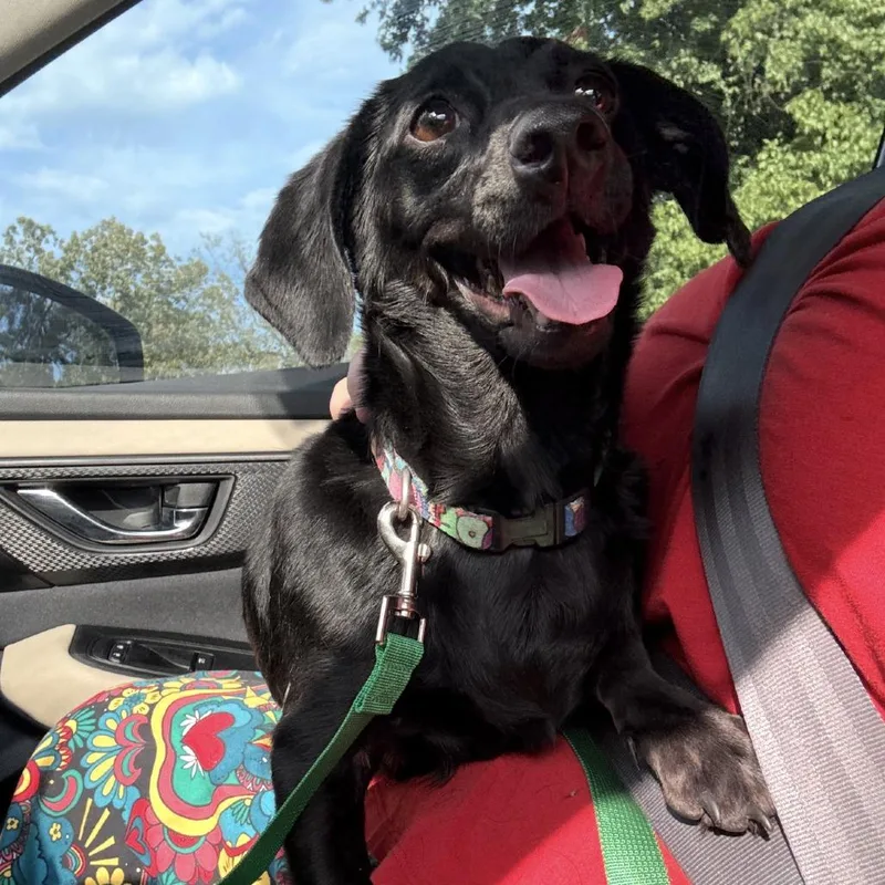 A baby small-sized female Dachshund dog named Little Pearl for adoption in Little Rock, AR