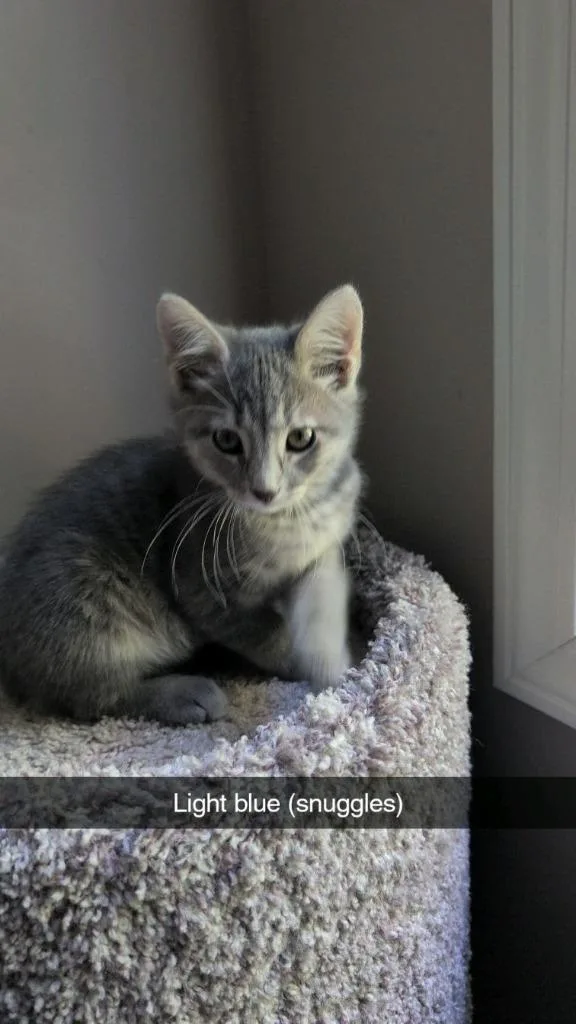 A baby medium-sized male Domestic Short Hair cat named Snuggles for adoption in Johnson City, TN