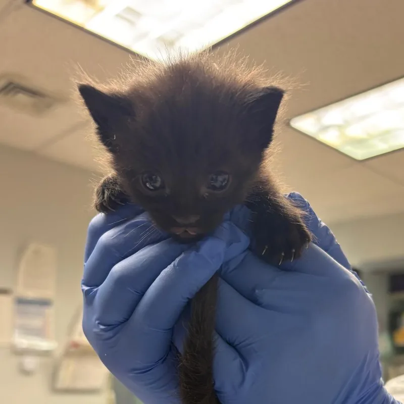 A baby small-sized male Black Domestic Short Hair cat named Cosmos for adoption in Birdsboro, PA