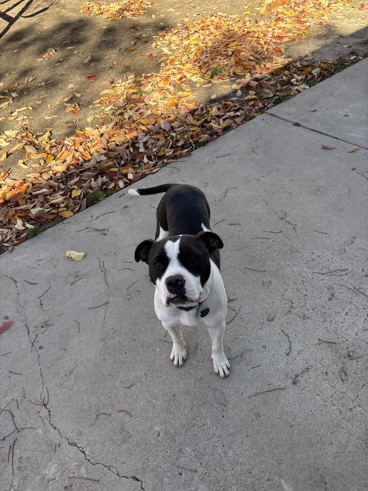 Koda aka Goose thumbnail 3