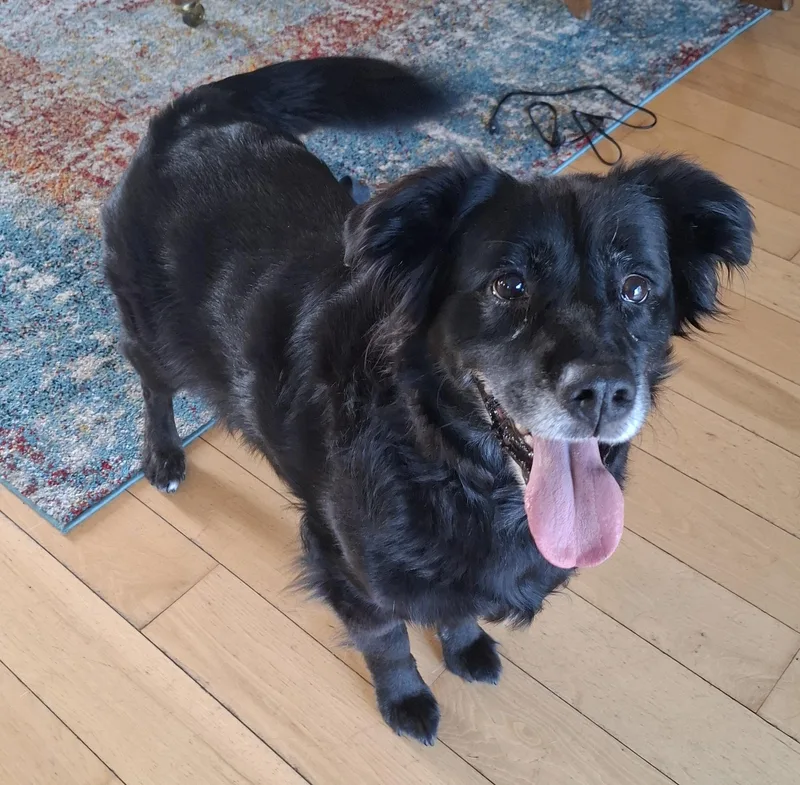A senior medium-sized female Border Collie dog named Mags for adoption in Paw Paw, MI