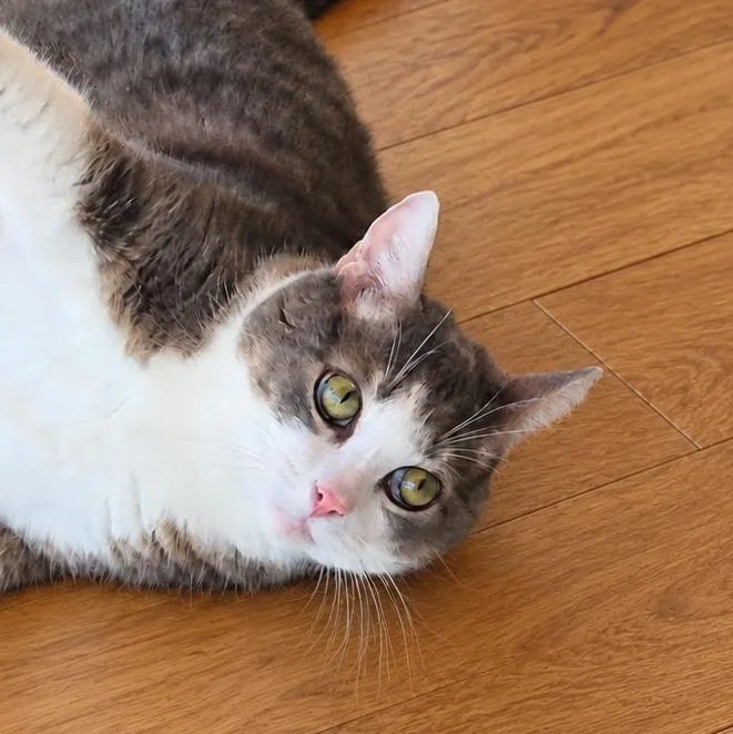 Clooney thumbnail 5