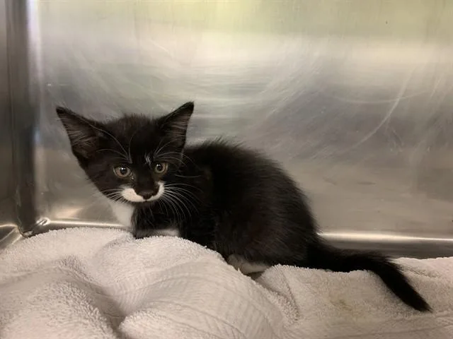 A baby small-sized female Domestic Short Hair cat named Ford for adoption in Grand Prairie, TX