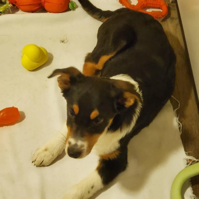 An adult medium-sized male Border Collie dog named Leo for adoption in Idaho Falls, ID