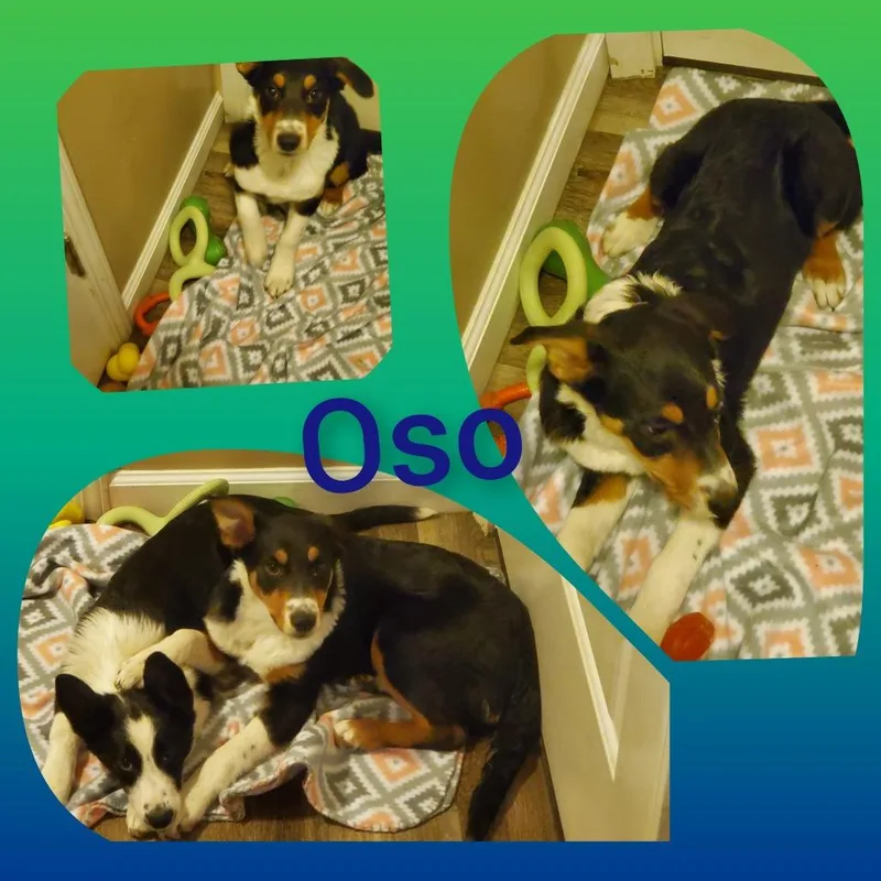 Leo thumbnail 3