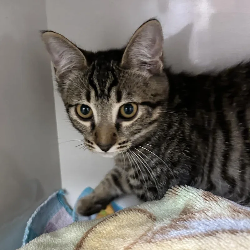 A baby small-sized male Brown / Chocolate Domestic Short Hair cat named Mo for adoption in Redwood City, CA