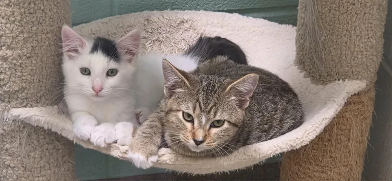 A young medium-sized male White Domestic Long Hair cat named Earl and Pyro for adoption in Mount Juliet, TN