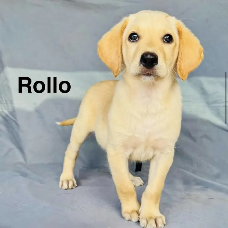 A baby medium-sized female Yellow / Tan / Blond / Fawn Yellow Labrador Retriever dog named Rolo for adoption in Grand Junction, CO