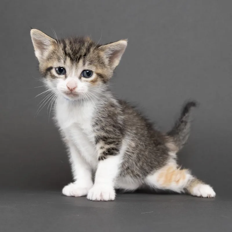 A baby small-sized female Domestic Short Hair cat named Twonka for adoption in Franklin, TN