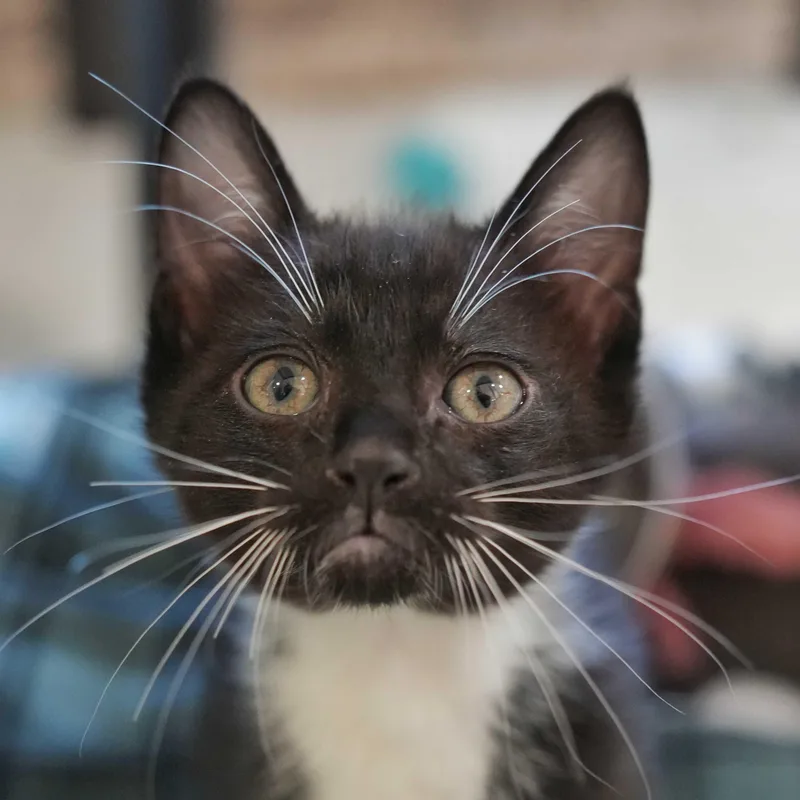 A young small-sized male Black & White / Tuxedo Domestic Short Hair cat named Mini Moo for adoption in Aiken, SC
