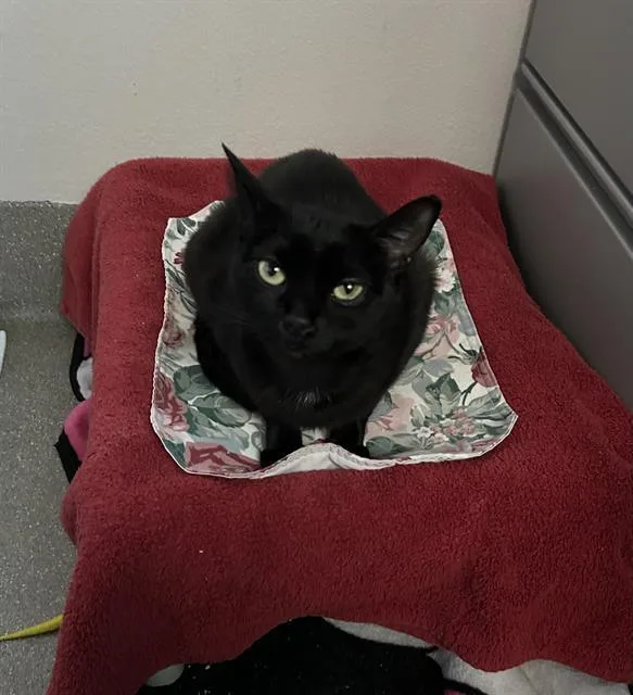 An adult medium-sized female Domestic Short Hair cat named Mirlana for adoption in Las Vegas, NV