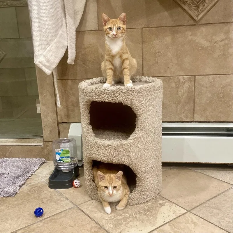 A baby small-sized male Orange & White Domestic Short Hair cat named Dorito for adoption in Patchogue, NY