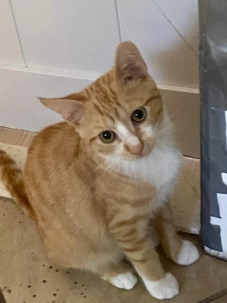 Dorito thumbnail 3