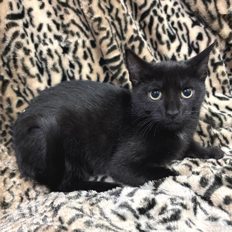 A baby small-sized female Black Domestic Short Hair cat named Cruller for adoption in East Hampton, NY